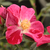 Rood - Polyantha roos - Ruby™